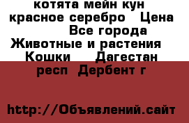 котята мейн кун, красное серебро › Цена ­ 30 - Все города Животные и растения » Кошки   . Дагестан респ.,Дербент г.